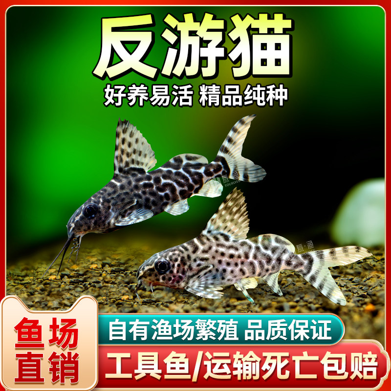 反游猫 热带小型观赏活体底栖类倒游鲶清洁宠物活体鼠鱼倒游猫鱼,童装/婴儿装/亲子装,儿童装饰手表,淘宝优惠券,粉丝福利购,淘宝优惠卷