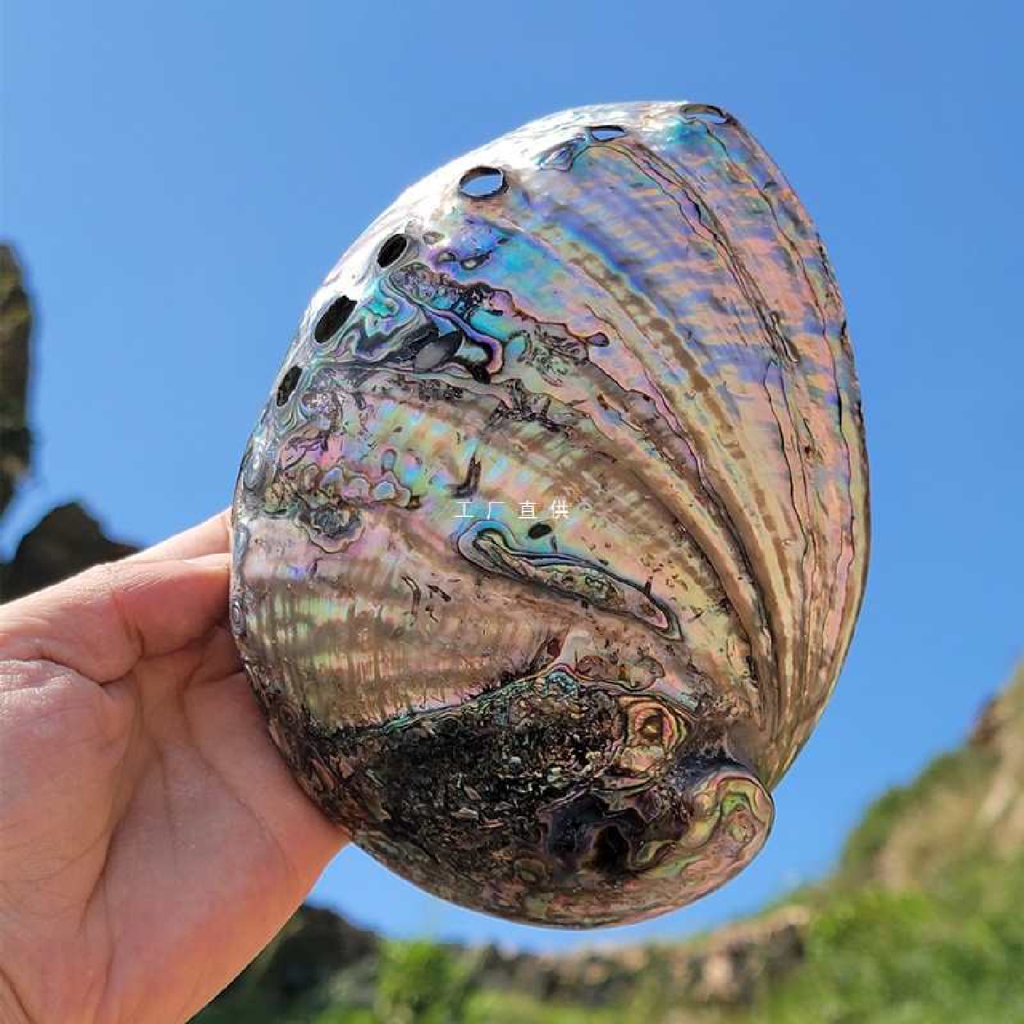 新西兰鲍鱼壳巴西鲍鱼贝壳家居饰品海螺壳鱼缸水族摆件工艺品