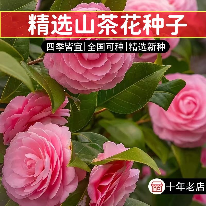 山茶花种籽子花卉种子花木种子林木种子盆栽山茶花树四季易种种籽