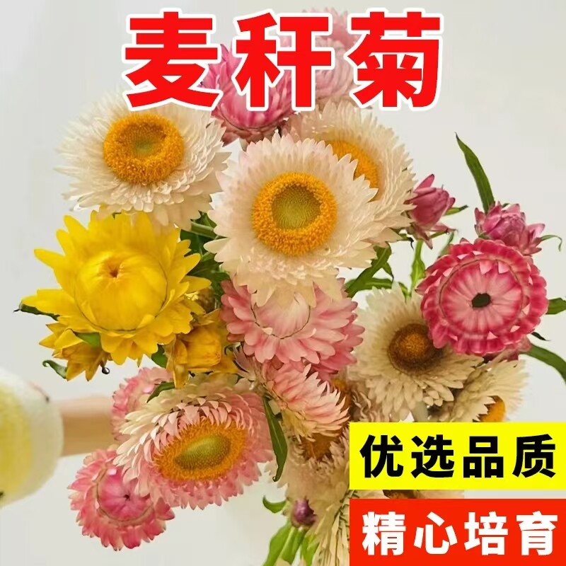 麦秆菊种子混色腊菊干花菊花籽景观绿化盆栽花卉阳台园艺切花观花