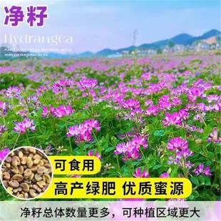 观赏豆科蜜源植物紫云英种子翘摇红花草子可做牧草绿肥净籽野菜