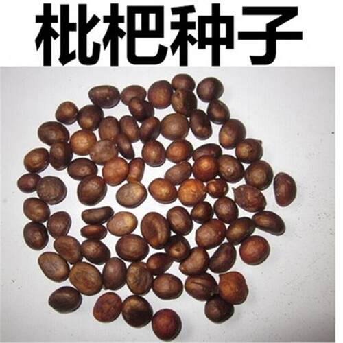 枇杷树种子琵琶白玉芦橘