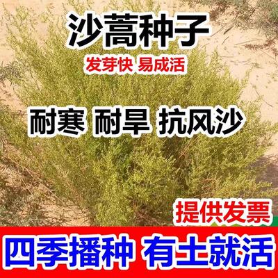 沙蒿种子籽防固牧草土护坡