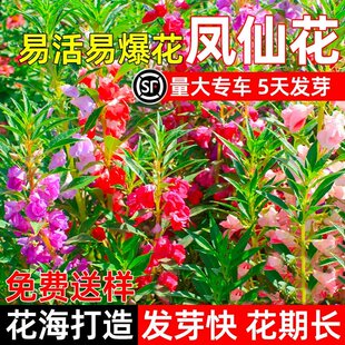凤仙花种子籽四季庭院盆栽地栽凤仙透骨草指甲花急性子桃红金凤花