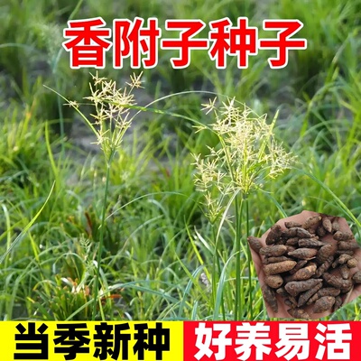 香附子种子莎草雷公头种籽