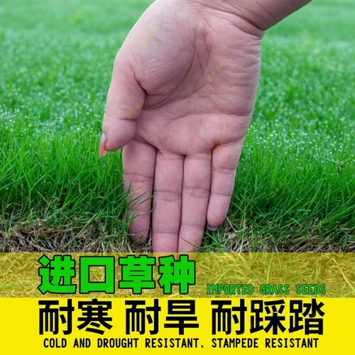 草坪籽四季常青护坡狗牙根