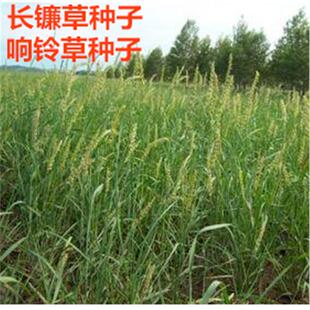 长镰草种子 响铃草 墓地草坪种子坟地草籽 四季青草籽 坟头草茅草