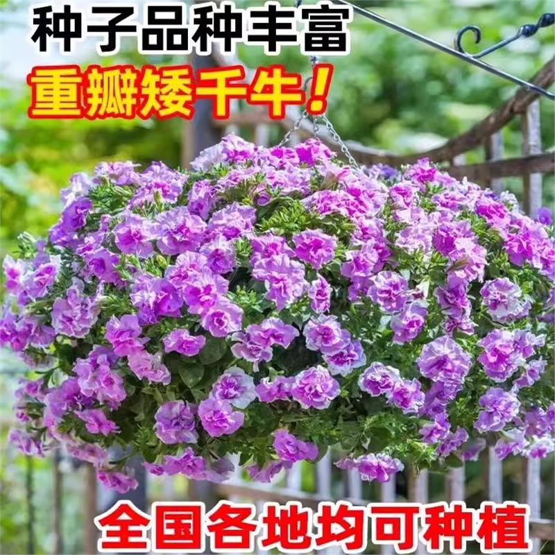 牵牛花种孑重瓣矮四季播开