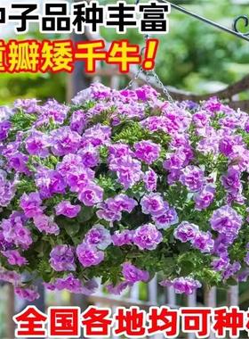 牵牛花种孑重瓣矮牵牛花四季播种开花垂吊喇叭花室内外盆栽花籽子