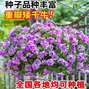 牵牛花种孑重瓣矮牵牛花四季播种开花垂吊喇叭花室内外盆栽花籽子