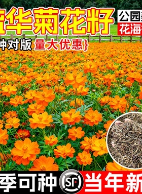 硫化菊花籽波斯菊黄秋英硫华菊花籽四季播种开花易种活耐贫瘠种籽