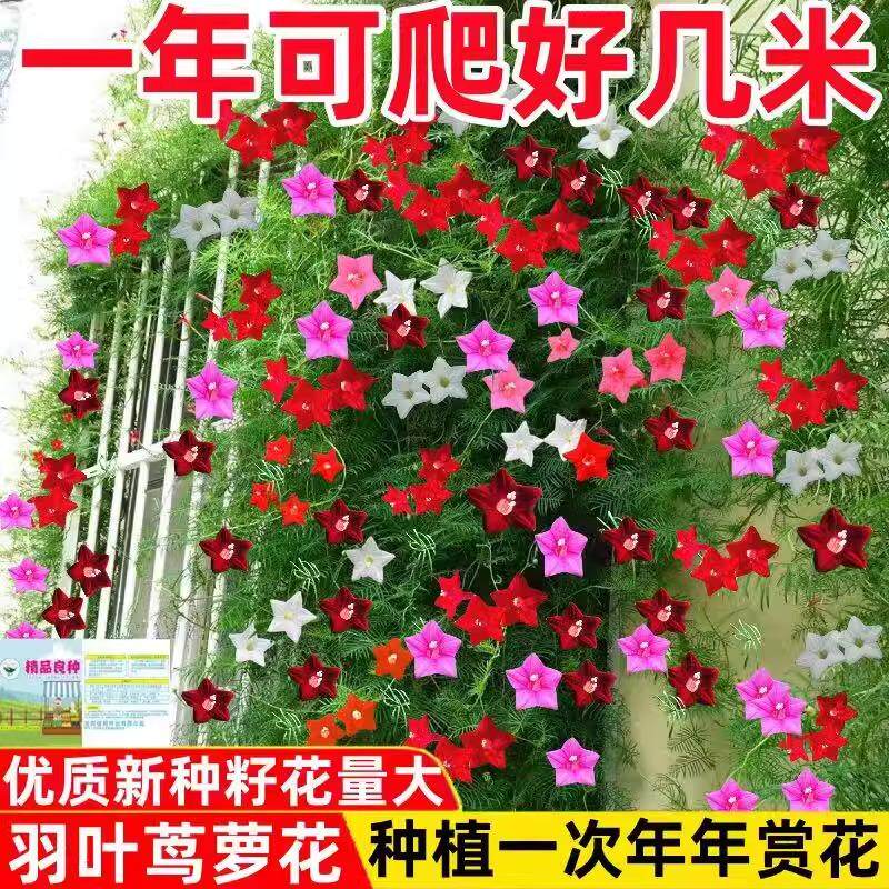 羽叶茑萝花种子庭院爬藤植物五角星花爬墙花盆栽阳台四季花卉种子