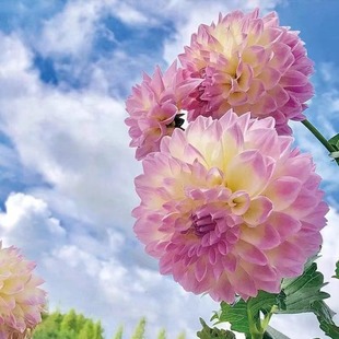 重瓣大丽花种子四季种春秋易活开花不断庭院盆栽花种子大丽菊花籽