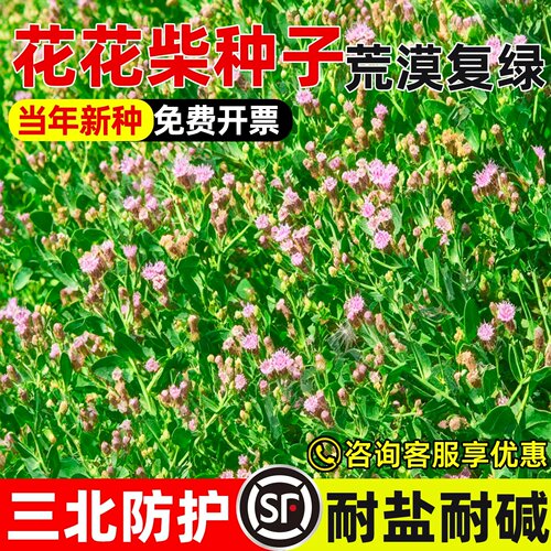 花花柴多年生盐碱地改善生态修复