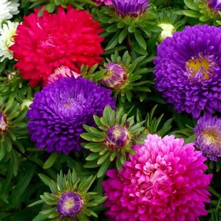 翠菊种子大花好养的花种籽庭院花籽活花种籽季开花室外花种