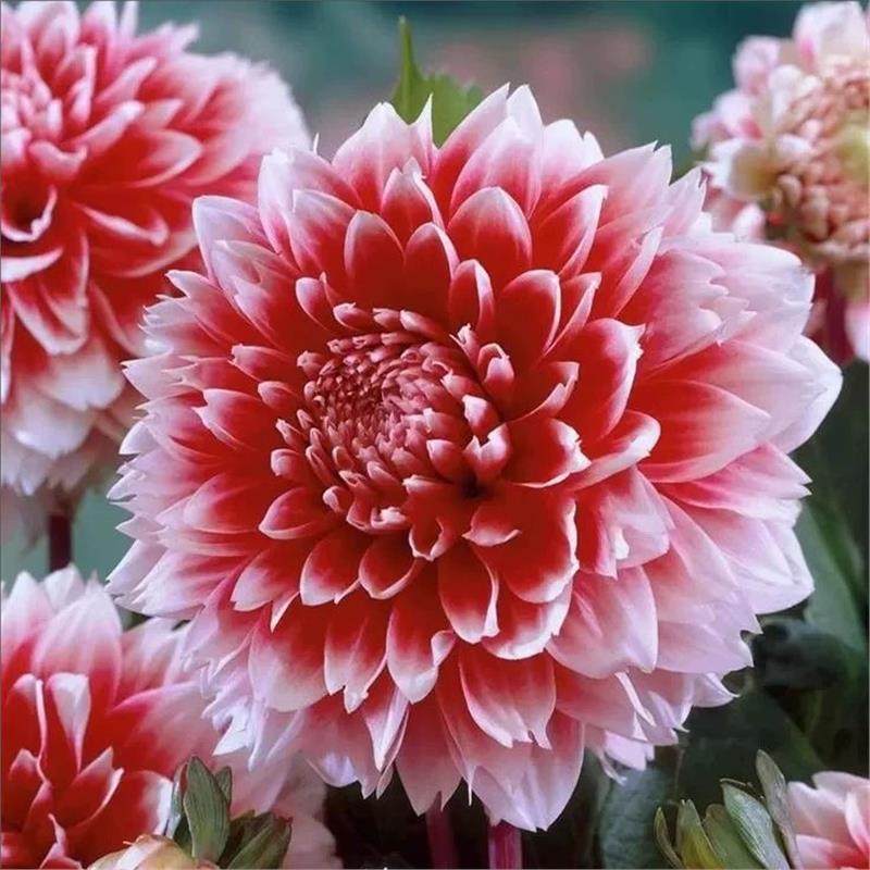 重瓣大丽花种籽多年生庭院阳台小花种子孑四季太阳花易活盆栽花卉,鲜花速递/花卉仿真/绿植园艺,家庭园艺种子,淘宝优惠券,粉丝福利购,淘宝优惠卷