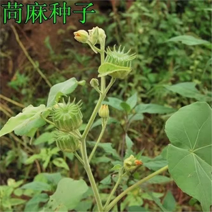 苘麻种子青麻种子 野苎麻 线麻冬葵种子 小苘子做麻绳用种籽