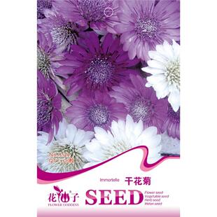 香青兰 干花菊 波斯宝石堆心菊 蓝蓟 红叶景天 皇帝菊 马鞭草种子