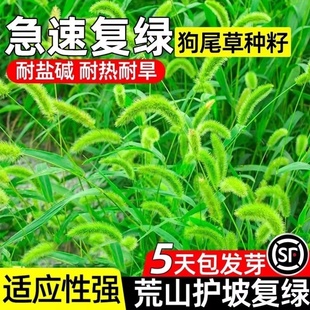 四季常青狗尾巴草种子矿山复绿野草种籽耐旱耐寒绿化工程护坡草籽