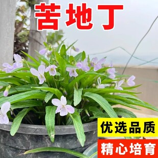 苦地丁种子耐寒地丁花紫堇地丁草二年生草本植物苦丁中草药材种籽