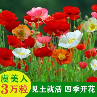 冰岛虞美人花种四季播种开花室外庭院花籽易活重瓣太阳花种孑盆栽