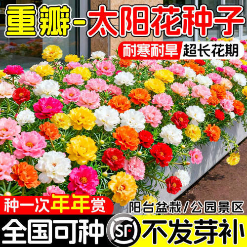 重瓣太阳花种孑四季播种易活