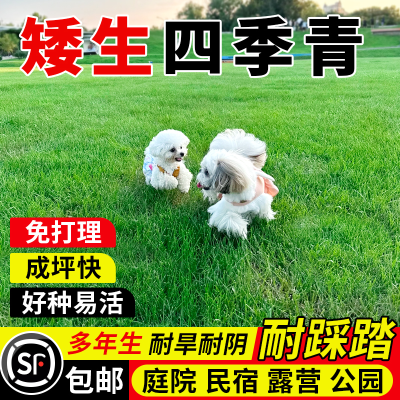 四季青草籽台湾四季青种籽护坡固土复绿工程绿化耐寒耐旱草坪种子