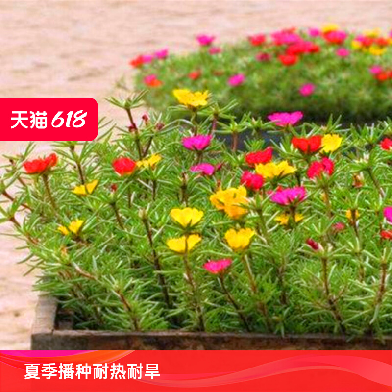 重瓣单太阳花种孑庭院籽子