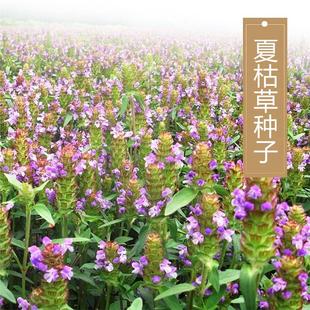 夏枯草种子麦穗花草夏谷草夏古草夏菇草夏谷球一年生花草植物种籽