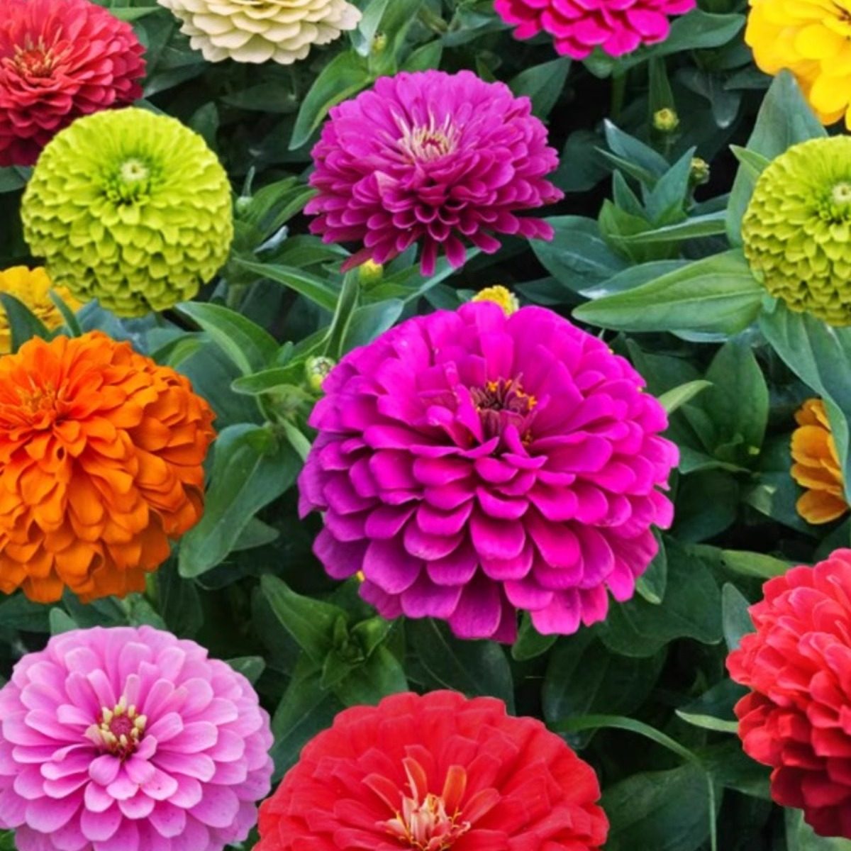 百日草花种籽子多彩重瓣百日菊花籽多季开花好活种子庭院阳台盆栽,鲜花速递/花卉仿真/绿植园艺,家庭园艺种子,淘宝优惠券,粉丝福利购,淘宝优惠卷