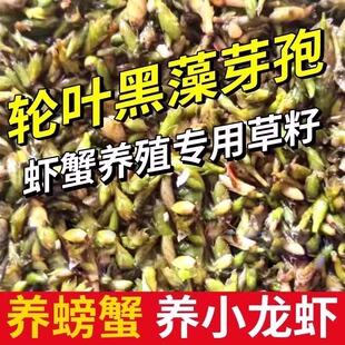 轮叶黑藻芽孢种籽节节草芽苗草籽水草鱼塘淡水灯笼泡小龙虾螃蟹