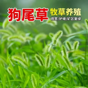 狗尾巴草种子野草种杂草种籽狗尾草种子耐旱绿化观赏草籽护坡牧草