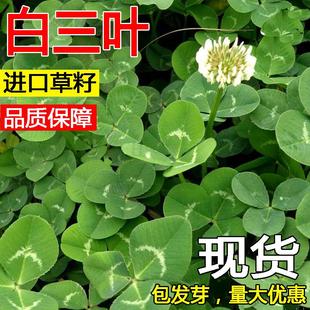 进口三叶草种子红三叶白三叶种籽幸运草四季常青耐寒绿化草坪草籽