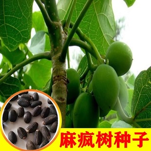 麻疯树种子苗木种子麻风树种子 桐油树种子能源树柴油树 林木种子