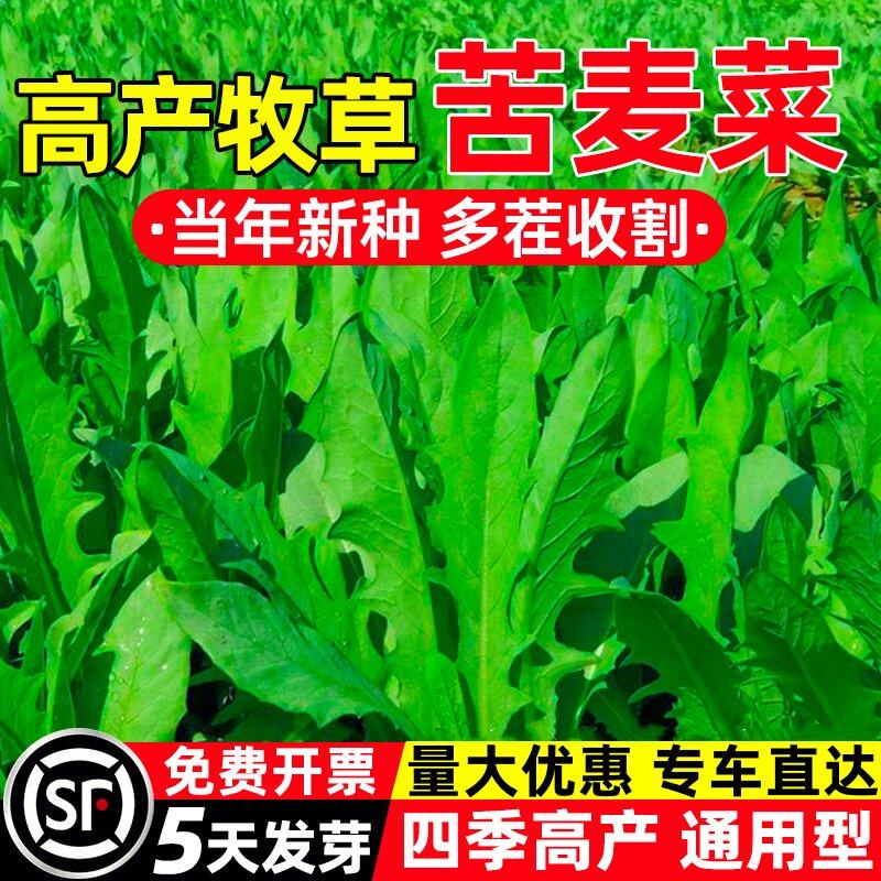 正品农家苦麦菜种子苦麻菜牧草鸡鸭鹅菜兔鱼猪牛家禽优质催芽种植