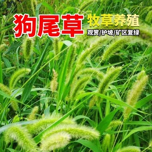 狗尾草草籽耐寒耐旱耐贫瘠生态修复护坡固土工程复绿多年生草种子