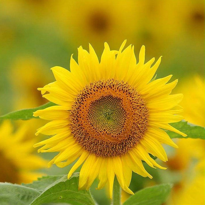 向日葵种子四季播易活室内