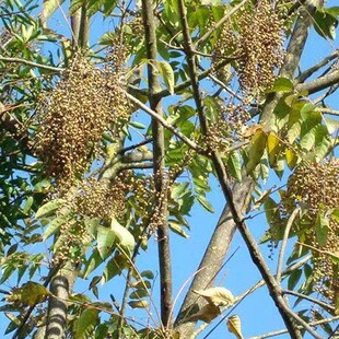 新采漆树种子 油漆树 大木漆、小木漆，山漆，植苜，瞎妮子20/斤