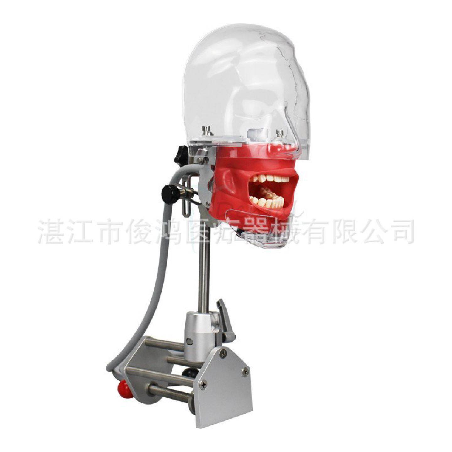 牙科口腔模型头模牙齿教学模型备牙修复贴面牙模型仿真头模跨境
