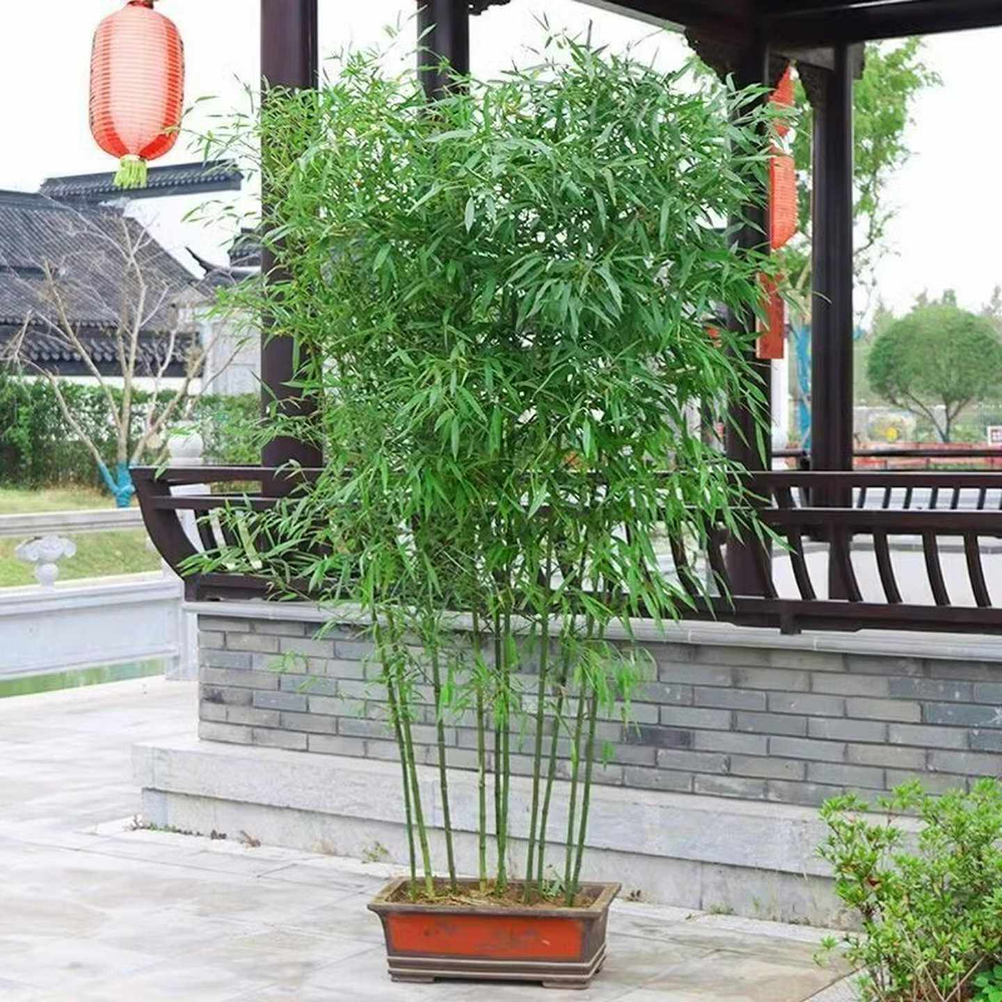 盆栽竹子苗庭院绿篱植物金镶玉竹绿化景观竹苗紫竹苗基地直销批发