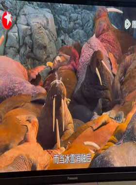 松下等离子电视松下50pf11CK和松下50pz800同样--议价商品