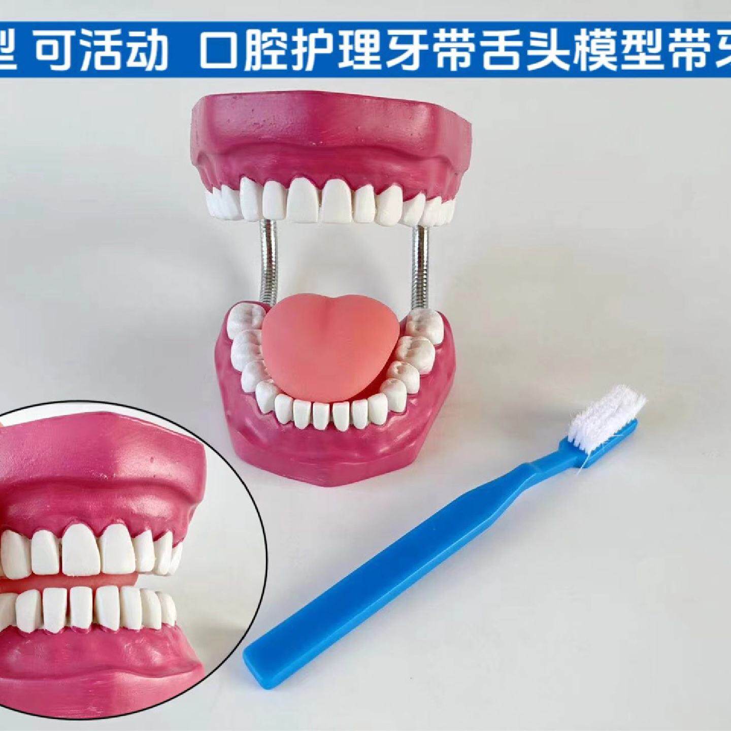 人体口腔护理牙模型带牙缝牙齿教学训练刷牙教具带牙刷舌头口腔图