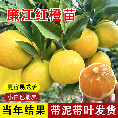 正宗廉江红橙苗红江橙果苗包成活