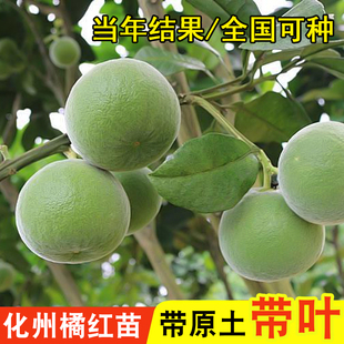 正宗广东化州橘红苗嫁接正毛橘红树苗止咳化痰药用桔红苗南方种植