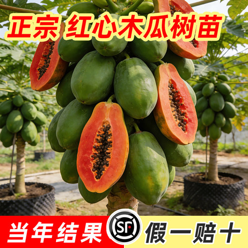 四季木瓜果树果苗冰糖红心水果木瓜特大苗果树庭院南北方种植盆栽