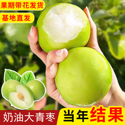 台湾大青枣嫁接苗包成活包结果