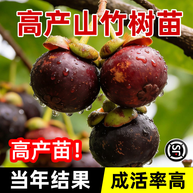 黄金山竹树苗带果庭院盆栽地栽水果树果苗南北方耐寒四季种植嫁接图片