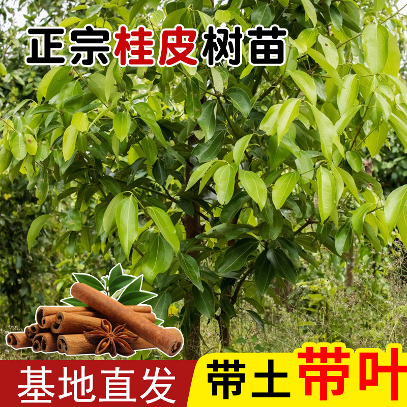 桂皮树苗正宗广西肉桂树苗玉桂食用药用调味香料树苗带土带叶发货