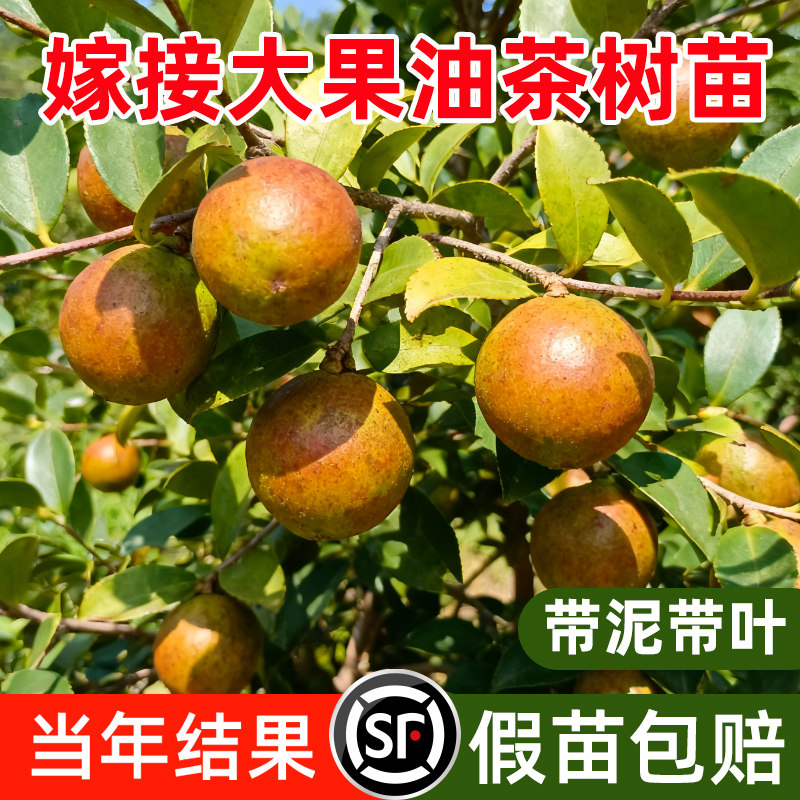 嫁接高产油茶树苗油茶苗杂交良种油茶树苗白花红皮中大果薄皮茶子