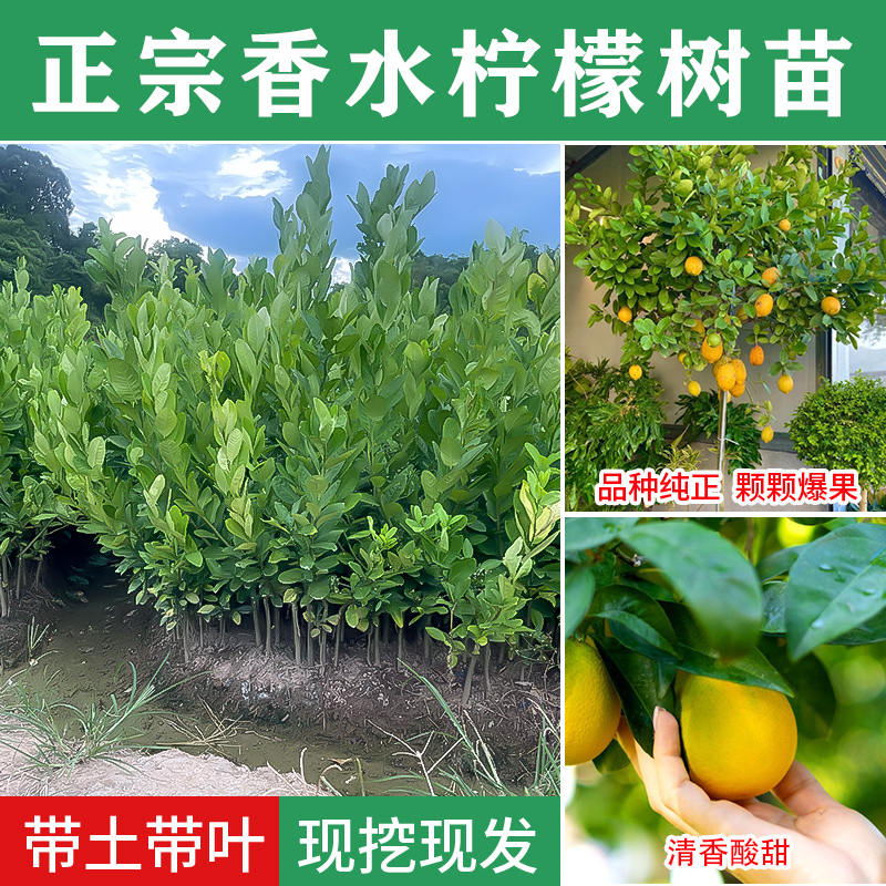 香水柠檬室内外阳台地栽可食用